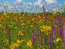 C hiwaukee Prairie