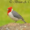 Red-Crested Cardinal