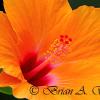 Orange Hibiscus