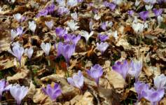 Crocuses