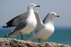 Ring Billed Gulls
