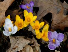 Crocuses and Oak Leaves