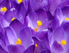 Crocuses