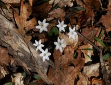 Forest Floor