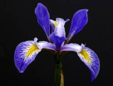 Blue Flag