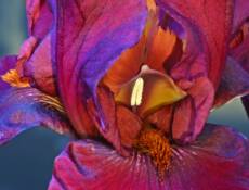 Iris