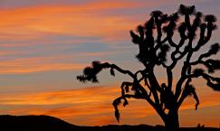 Sunrise at Joshua Tree National Park