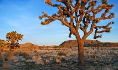 Joshua Tree National Park