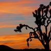 Joshua Tree Sunrise