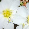 Tufted Evening Primrose