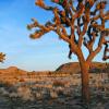 Rising Sun on a Joshua Tree