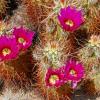 Blooming Cactus