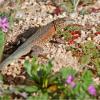 Blotch-Sided Lizard