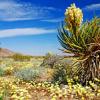 Yucca and Desert Gold