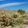 Cactus and Flowers