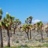 Joshua Tree Forest