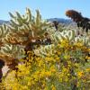 Flowering Plant and Cholla Cactus