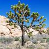 Joshua Tree