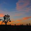 Sunrise at Joshua Tree