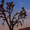 Joshua Tree and Moon