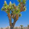 Blooming Joshua Tree