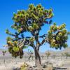 Joshua Tree