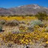 Desert Gold in Pinto Basin