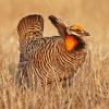 Greater Prairie Chicken - Buena Vista Grasslands, WI