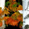 Birch and Maple Leaves - Upper Michigan