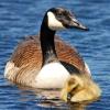 Canada Goose and Gosling - Horicon Marsh, WI