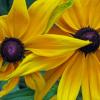Daisies