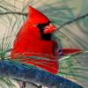 Male Cardinal