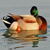 Preening Mallard - Horicon Marsh