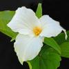 Trillium - Petrifying Springs, Kenosha, WI