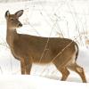 White Tail Deer - Schmeckle Reserve, Stevens Point, WI