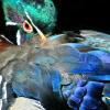 Wood Duck -