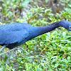 Little Blue Heron Searching For Food