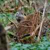 Nutria Nest - Lake Martin