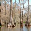 Lake Martin Bald Cypress