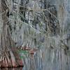 Spanish Moss and Bald Cypress