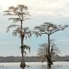 Bald Cypress - Lake Martin