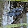 Hidden Gator - Lake Martin