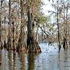 Bald Cypress