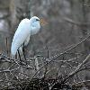 Great Egret On Nest - Lake Martin