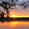 Bald Cypress Sunset