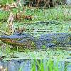 Alligator at Lake Martin