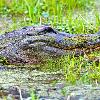 Gator Close-Up at Lake Martin