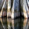 Bald Cypress Trunk Reflections