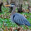 Great Blue Heron - Lake Martin