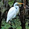 Great Egret - Lake Martin